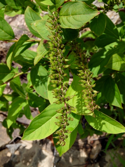 {Itea virginica}